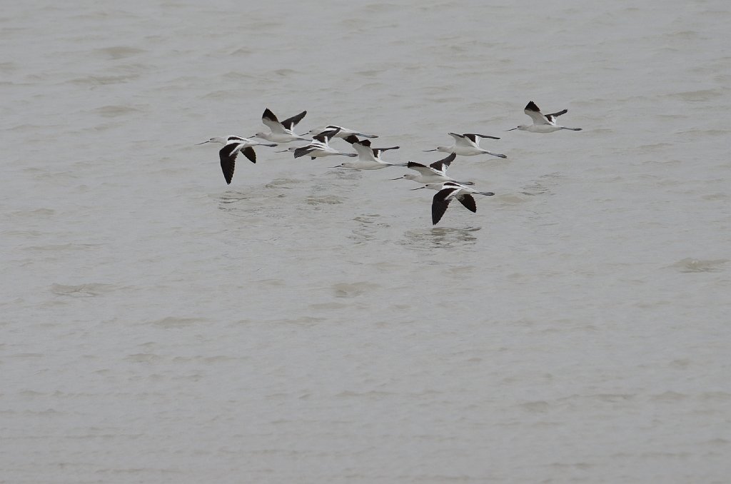 Avocet, American, 2012-12311861 Laguna Atascosa NWR, TX.JPG - American Avocet. Laguna Atascosa NWR, TX, 12-31-2012